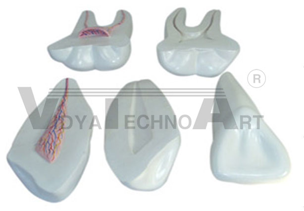 Expansion model of human teeth